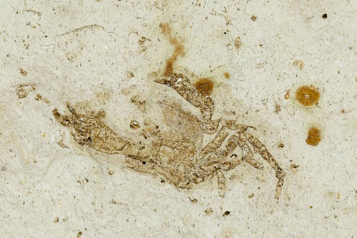 Partial Fossil Pea Crab (Pinnixa) From California - Miocene #128090